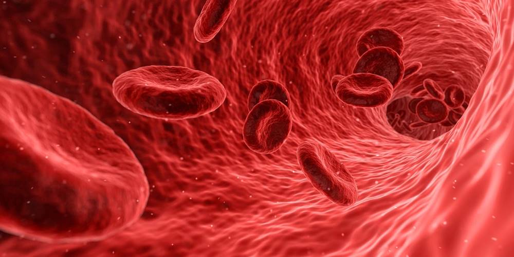 اين تنتج خلايا الدم الحمراء