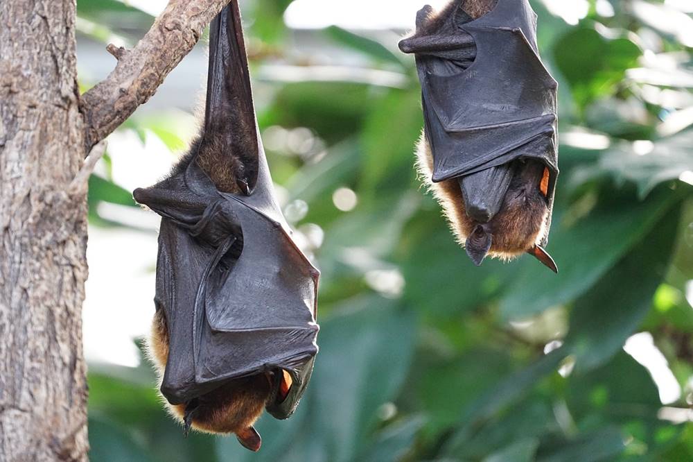 ما هي الحاسه التي يعتمد عليها الخفاش