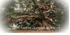 ما هي اول شجرة نبتت على وجه الارض؟