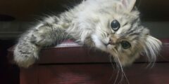 ما هي أنواع القطط الشيرازي وما مواصفاتها؟