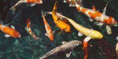 ما هو سبب موت سمك الزينة وكيف يمكن رعايته؟