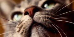 طرق علاج فطريات الفم عند القطط والوقاية منها