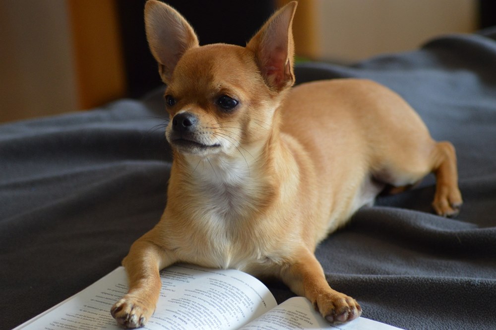 كلب شيواوا Chihuahua
