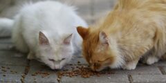 ماذا تاكل القطط وما الأطعمة التي يجب عدم تقديمها إليها؟