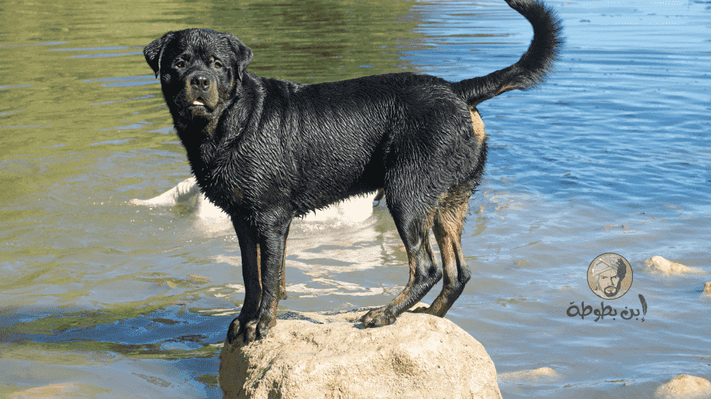 كلب روت وايلر