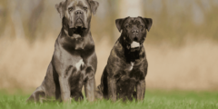 كلب كين كورسو مواصفاته والرعاية التي يحتاج إليها